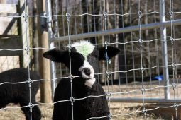 Deer Fence - Fixed Knotted Fence - Image 7