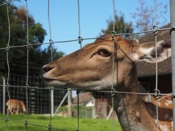 Deer Fence - Fixed Knotted Fence - Image 2